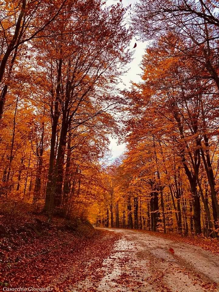 Strada per palena in autunno
